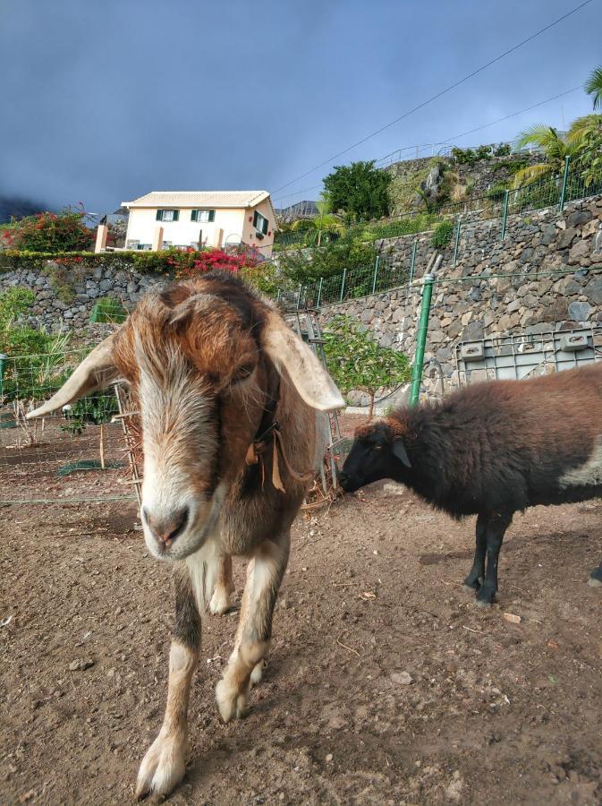 Quinta Terezinha Vila Ribeira Brava Exterior foto