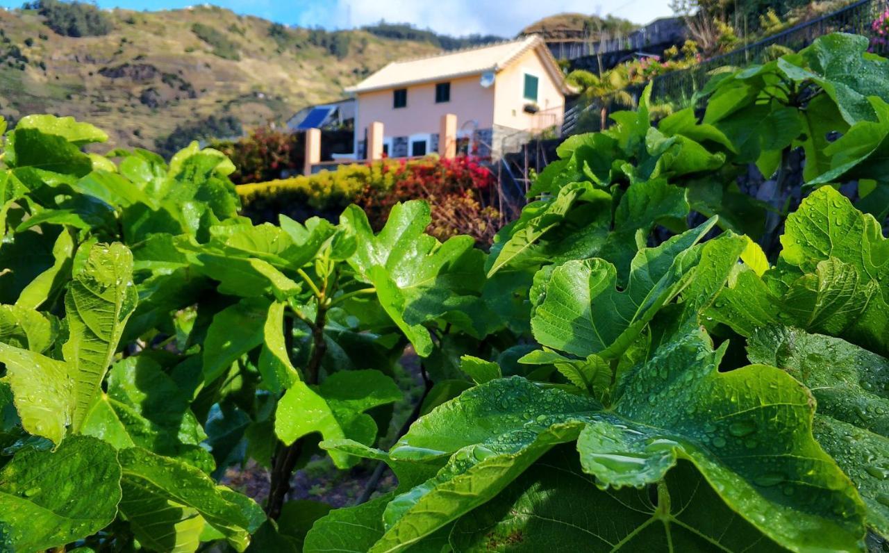 Quinta Terezinha Vila Ribeira Brava Exterior foto